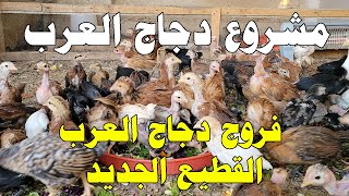 150 فروج دجاج العرب – القطيع الجديد