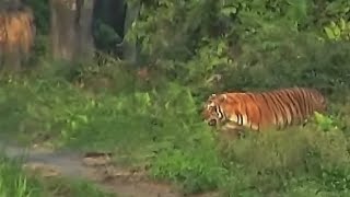 Tiger and Baby Rhino- Kaziranga Park
