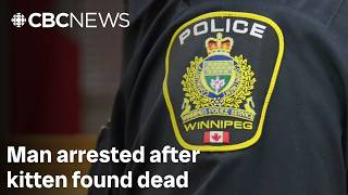 Man, 40, arrested after kitten found dead in hallway of Winnipeg apartment block
