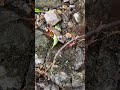 カニをビオトープに入れたい。 ※撮影2025年6月
