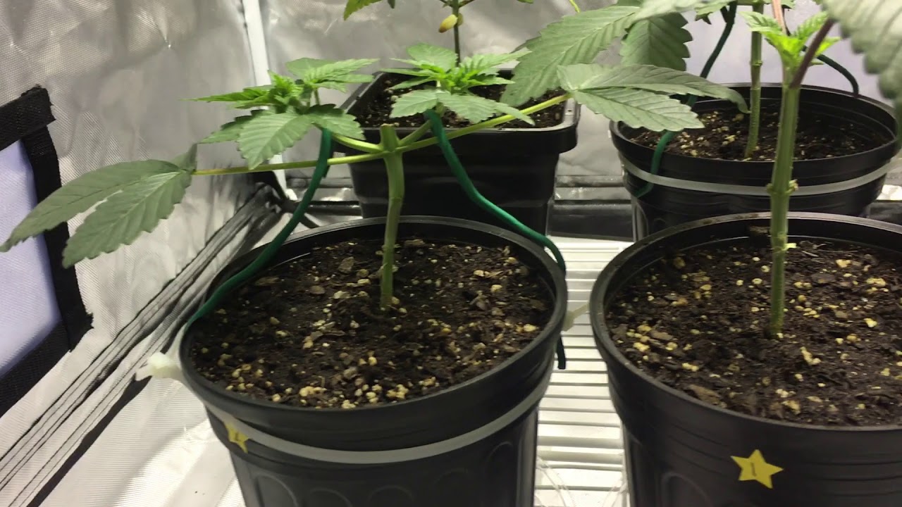 Star Pupil/Valedictorian ByMass Medical. Veg Week 4 Update ! Started Main-lining !