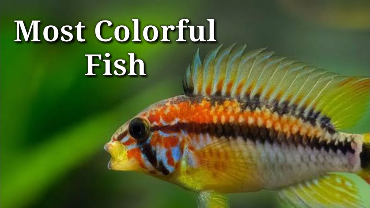 Top 20 Most Colorful Freshwater Fish / #59