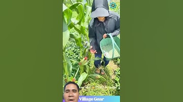 cách bảo vệ quả bắp ngô #farming #agriculture