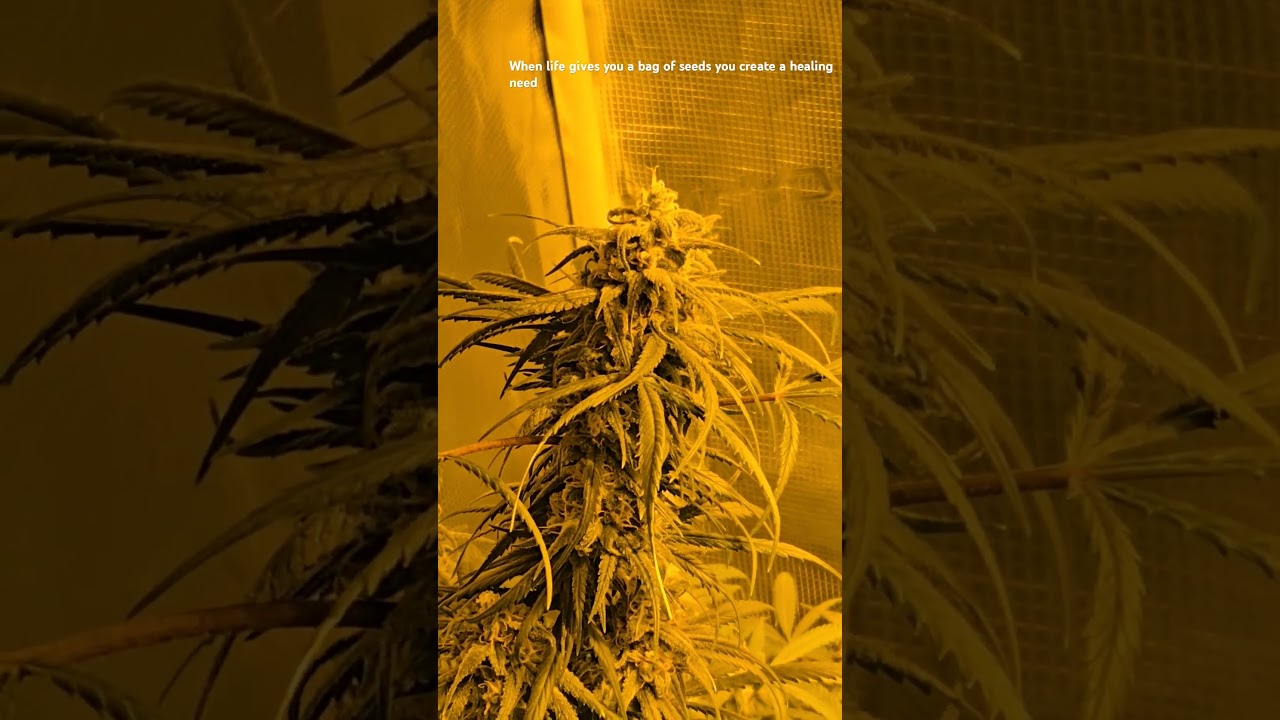 First time growing organic can't wait to taste her 