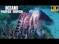 🐋 PACÍFICO TROPICAL: O Último Refúgio da Vida Selvagem Oceânica | Documentário Oceano