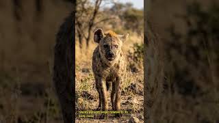 The Bone Crusher: Africa’s Most Relentless Killer #hyena #wildlife #predators #survival #africa