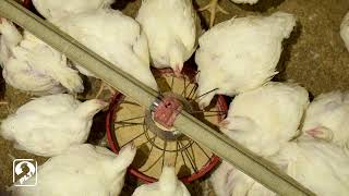 PLT for Improved Feed Conversion