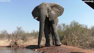 Cheeky Elephant Sprays Water Straight at Photographers || Dogtooth Media