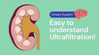 Ultrafiltration in the Kidney | Excretion