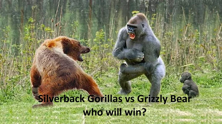Silverback Gorillas vs Grizzly Bear - Who will Win?