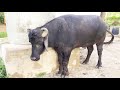 Karemma avva dunnapothu vavilala village jogulamba gadwal dist telanganabig size bullking bull