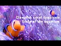 クマノミさんサンゴに共生?初めてのモフモフと最近の水槽の様子❀海水魚水槽 マリンアクアリウム