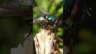 Photos of Common Green Bottle Flies on Rosemary Shrubs: Nikon P1000 Photos of Common Green Bottle Flies on Rosemary Shrubs: Nikon P1000