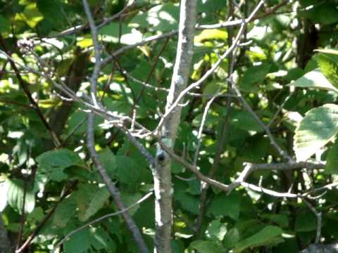 Gray Catbird Mew 