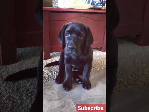 cute black labrador