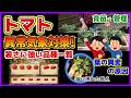 【トマト】異常気象対策!暑さに強い耐暑性品種一覧を作りました/育苗(鉢増しする理由)定植までの管理方法/この時期の葉の異変(斑点)の原因/アブラムシ対策/品種選び/猛暑対策