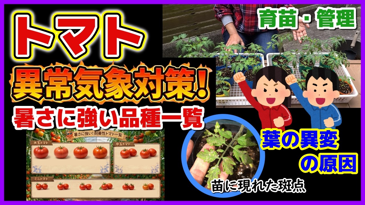 Tomatoes] Countermeasures against extreme weather! We've created a