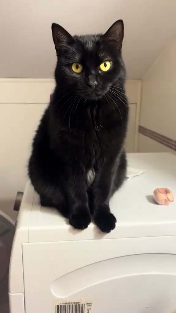 C magnifique vidéo chat ❤️ ? ❤️ ? ❤️