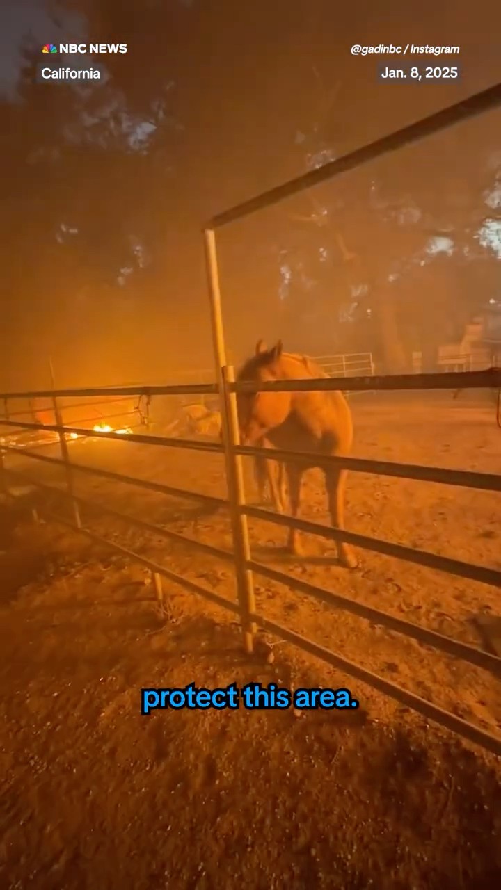 California firefighter hops fence to rescue trapped horse