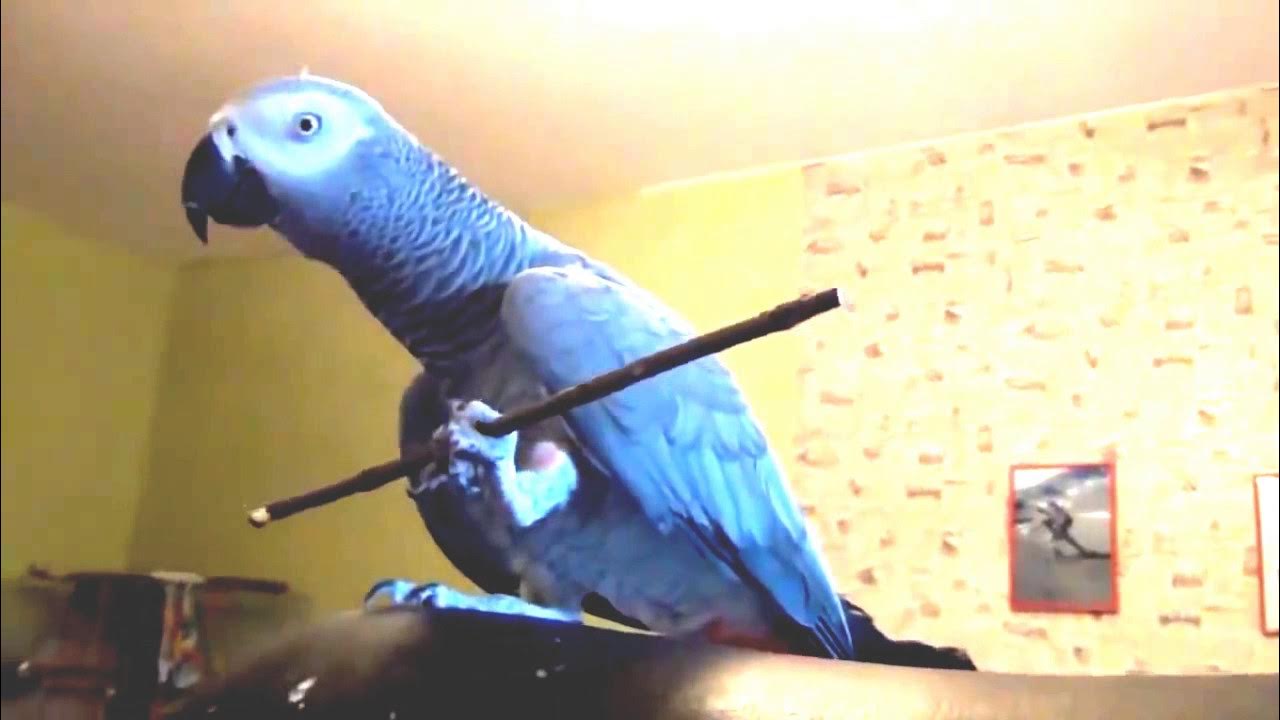 Волнистый попугай. Попугаи видео смешные говорящие. Знаешь почему я использую нож попугай. Как приучить попугая к рукам. Попугай пытается говорить.