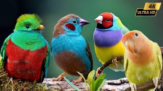 Top 20 best bird song sounds in the world 4K HDR