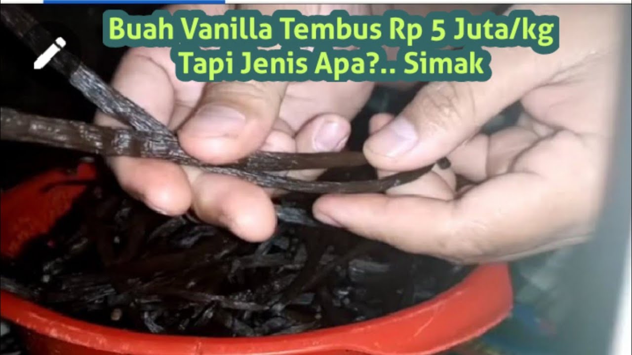Vanili Itu Ada Berapa Jenis?..Harga Yang Paling Tinggi Jenis Apa?..