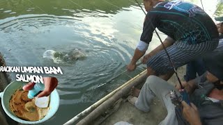 Racikan Bam Serbuk Salmon Lapak Keramat Induk Terselamatkan✓