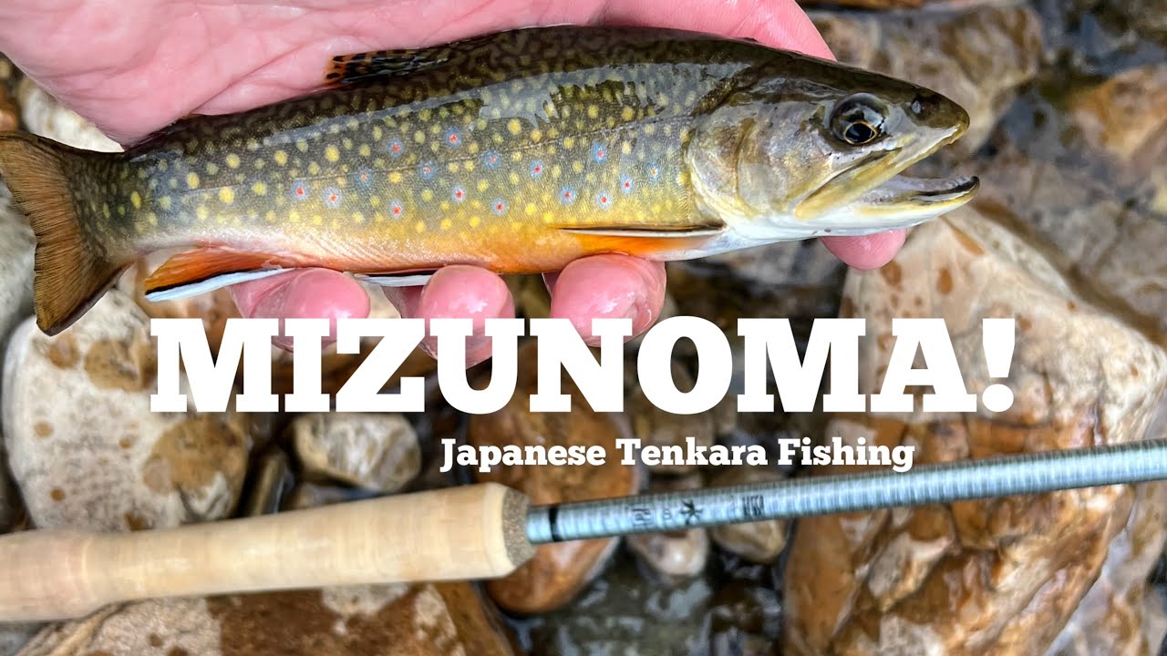 GORGEOUS Brook Trout and a Japanese Tenkara Rod #tenkaraflyfishing