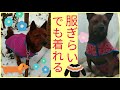 服嫌いな犬でも着られる手作り犬服