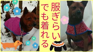 服嫌いな犬でも着られる手作り犬服