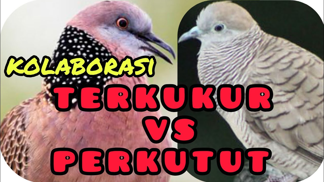 Kolaborasi suara burung terkuku VS burung perkutut yang renyah dan enak didengar