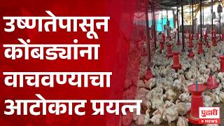 Poultry Farmers Maharashtra, उष्णतेपासून कोंबड्यांना वाचवण्याचा आटोकाट प्रयत्न