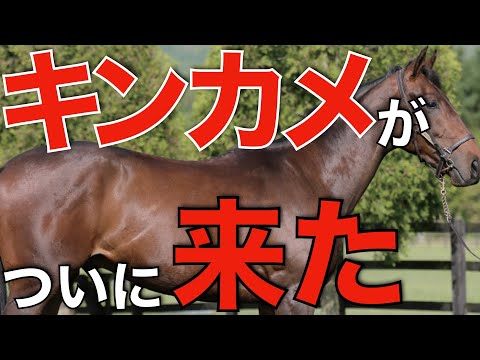 キングカメハメハ　シーザリオ　アドマイヤグルーヴ　現地的中＋おまけハズレ馬券 時代到来】これから確実に増えてくる！キングカメハメハのクロス