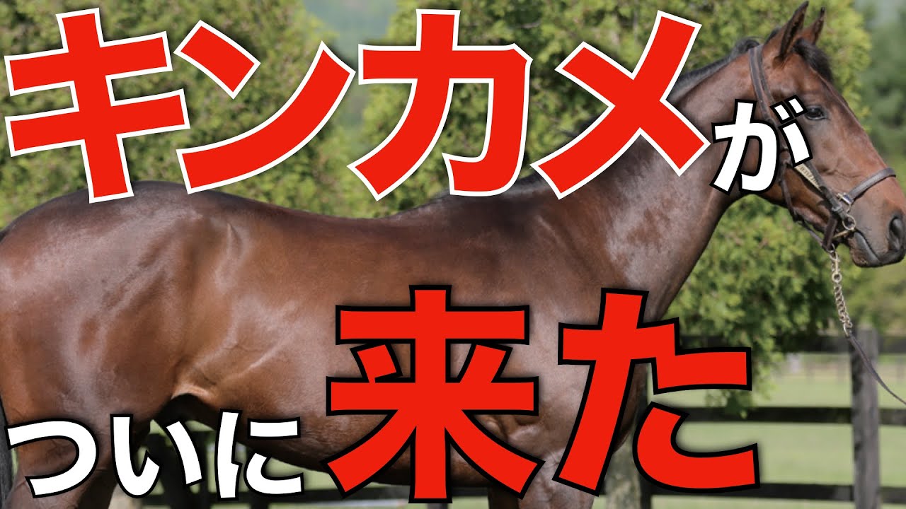 時代到来】これから確実に増えてくる！キングカメハメハのクロス