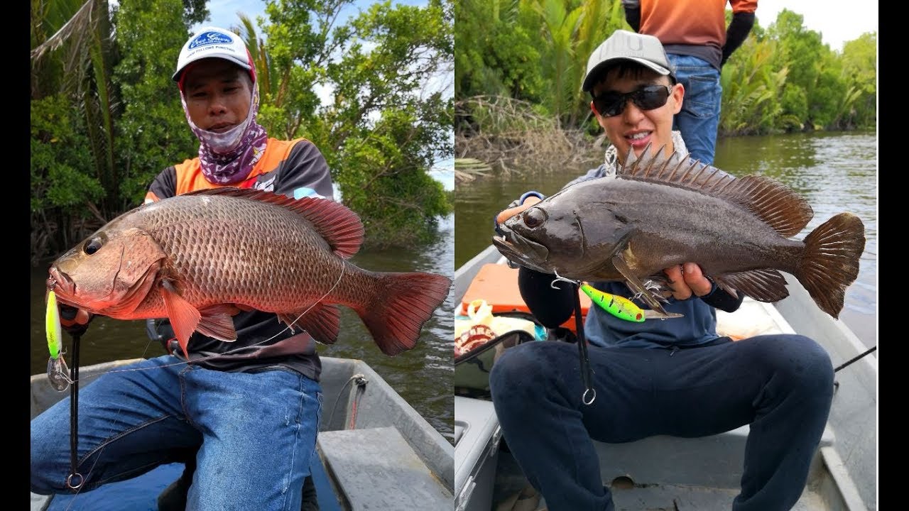 Mangrove Fishing at Sungai Bintuka and Menumbok, Beaufort Sabah
