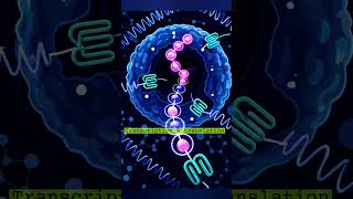 The process of transcription and translation #biology #genetics #dna #transcription  #translation