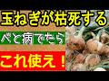 【予防が重要!】玉ねぎ栽培で発病するべと病の原因と対策方法!最強アイテムも教えます
