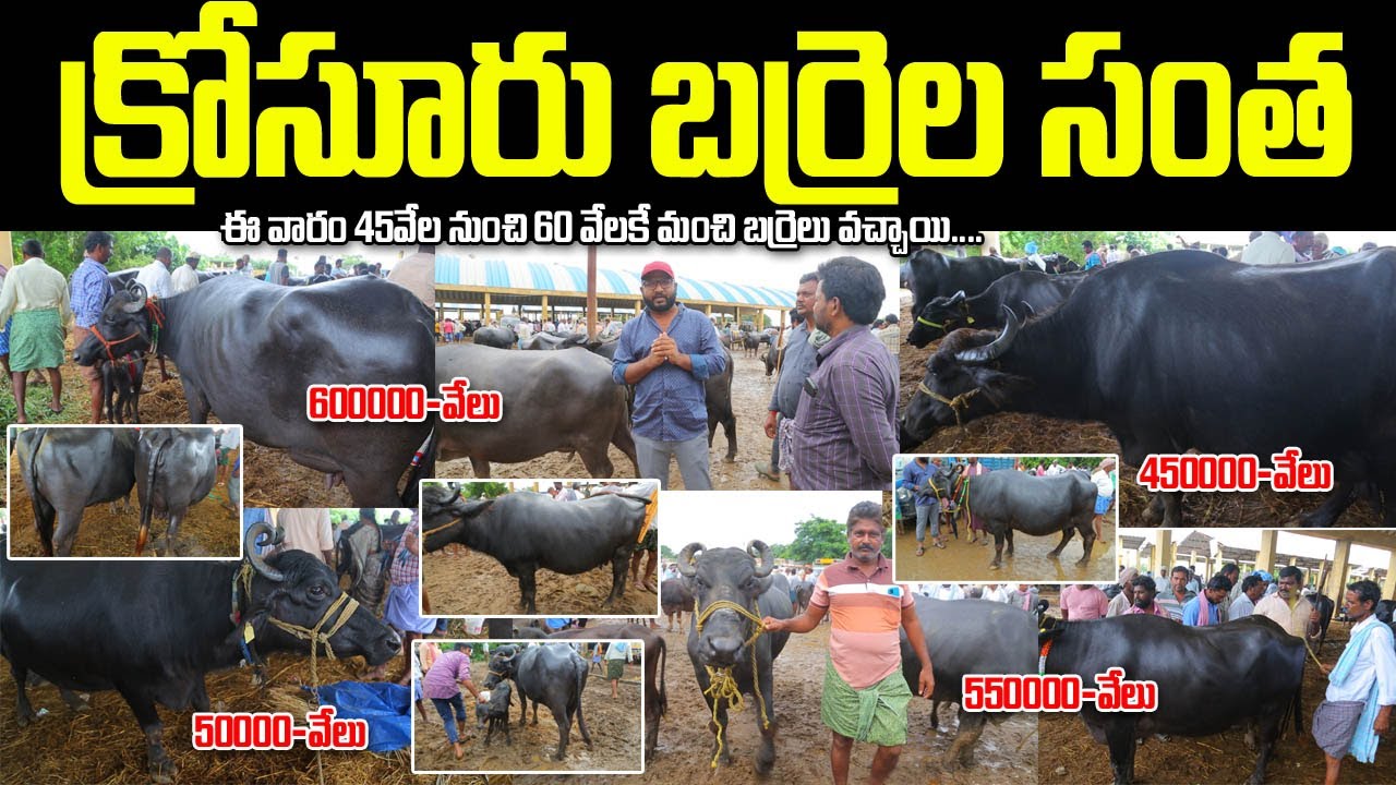 Krosuru Buffalo Market Today | క్రోసూరు బర్రెల సంత | Krosuru Barrela Santha | Dairy Murrah Buffalos