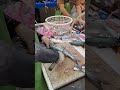 Viral Moment! The Most Satisfying Sight First Hand Live Amberjack Harvest and Instant Processing! 粉鳥