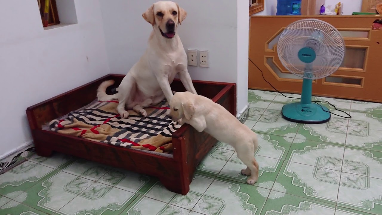 My dog ​​protects the puppy when she is punished - So cute