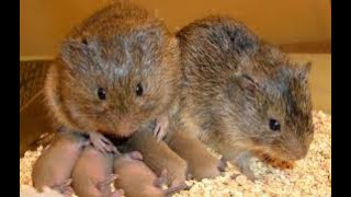 APAREAMIENTO DE ANIMALES  / DOCUMENTAL CAMPO DE CEREALES