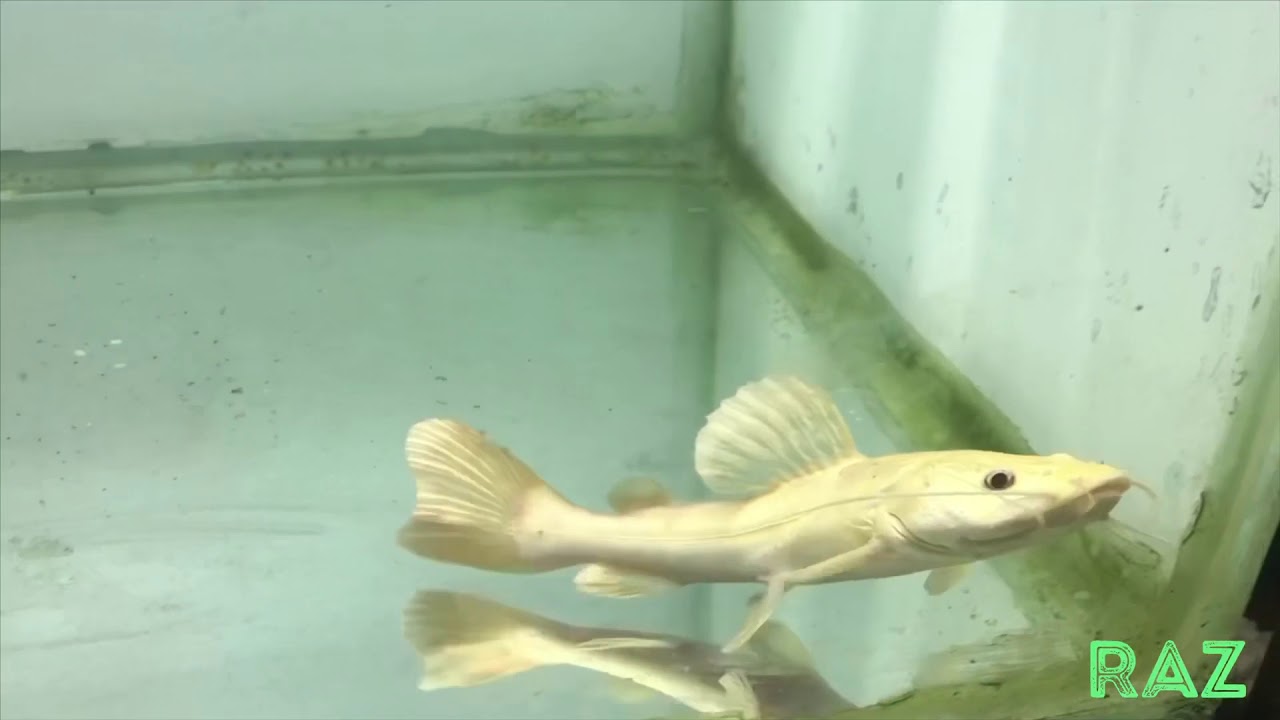 Platinum red tail catfish in Sri Lanka YouTube