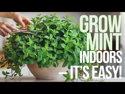 Grow Mint Indoors Like a Pro!