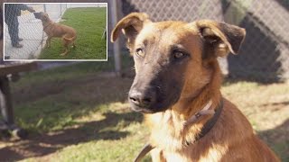 Dog Thrilled To See Owners At Shelter But They