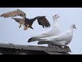 Сокол Сапсан бомбить моих голубей, атакует снова и снова! Falcon Peregrine attacked moss of pigeons