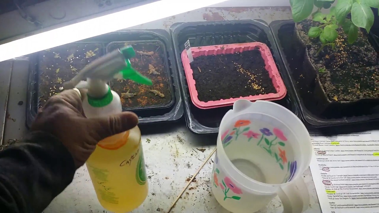 Make Cayenne Pepper Oil Spray and Potato Dextrose Agar YouTube