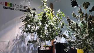 How to Grow FAT BUDS Indoors