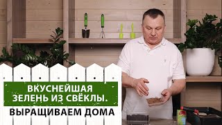 Как вырастить зелень свёклы зимой на подоконнике