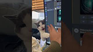 Cat Assistant at Work