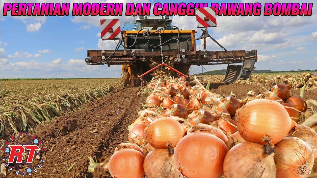 PROSES PERTANIAN BAWANG BOMBAI MODERN | ALAT PERTANIAN CANGGIH